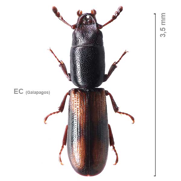 Corticotomus-sp-Galapagos1