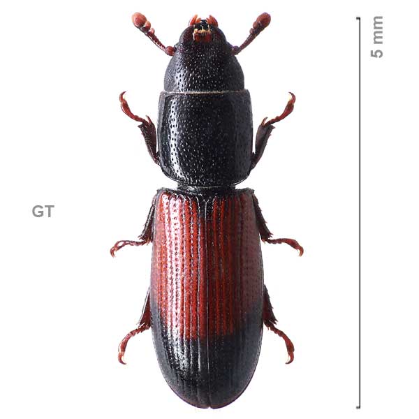 Corticotomus-sp-Guatemala1