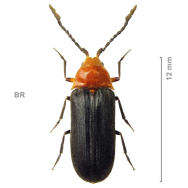 Cryptostoma spinicornis