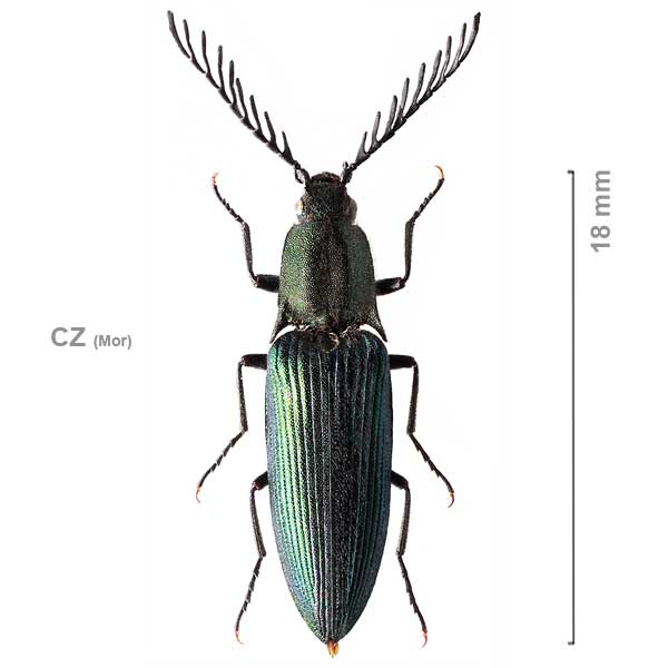 Ctenicera heyeri