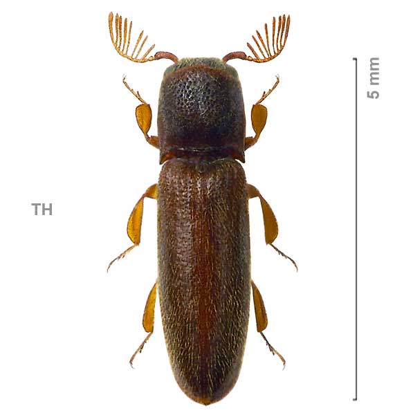 Cussolenis-sp-Thailand1