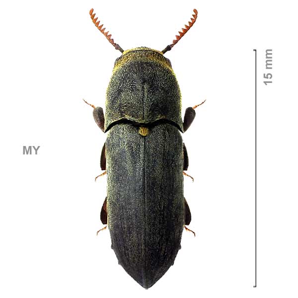 Dendrocharis bicolor