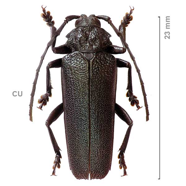 Derancistrus coeruleus