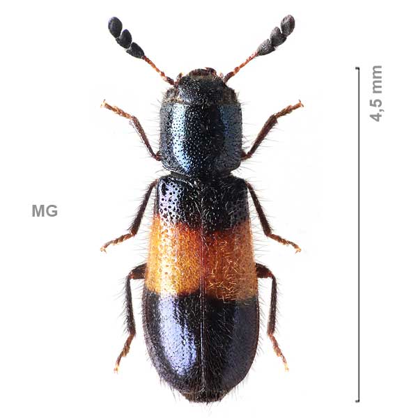 Dermestoides-sp-Madagascar1