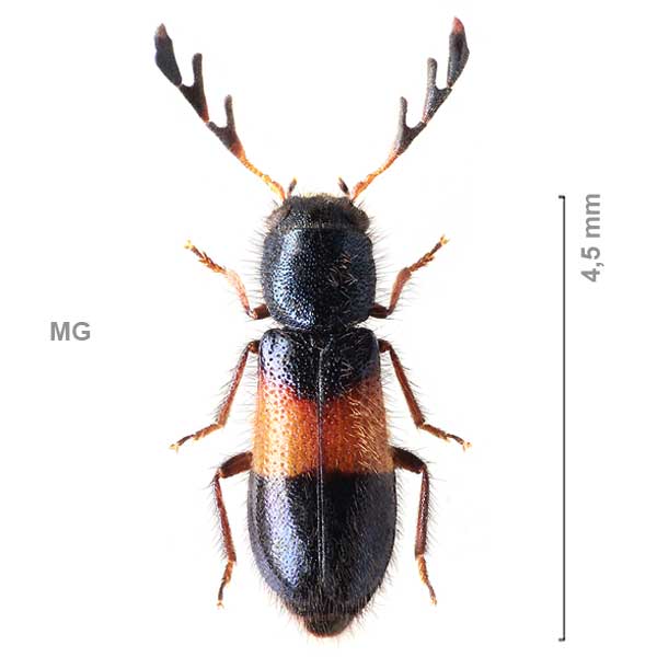 Dermestoides-sp-Madagascar1