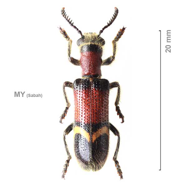Diplocladus grandis