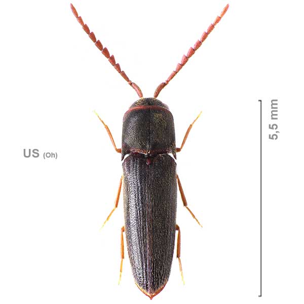 Dirrhagofarsus attenuatus