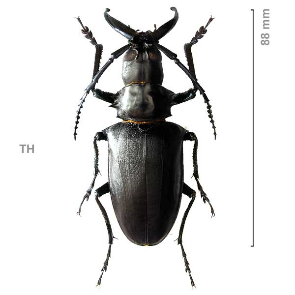 Dorystenes walkeri