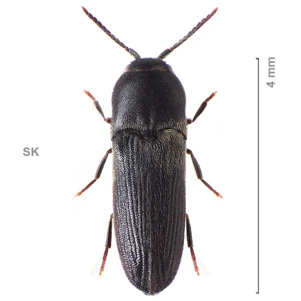 Dromaeolus-sp-Slovakia1