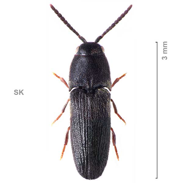 Dromaeolus-sp-Slovakia1