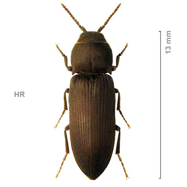 Drymochares barbarus