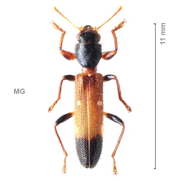 Eburiphora-sg1-sp-Madagascar1