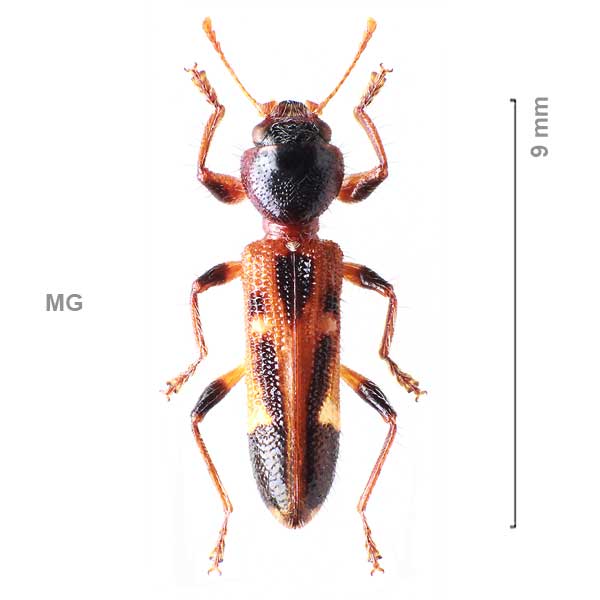 Eburiphora-sg1-sp-Madagascar3