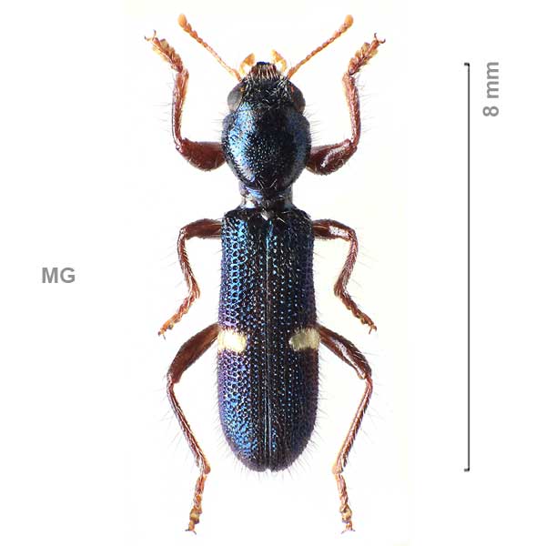 Eburiphora-sg2-sp-Madagascar1