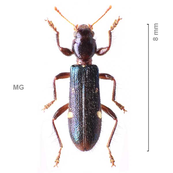 Eburiphora-sg2-sp-Madagascar2