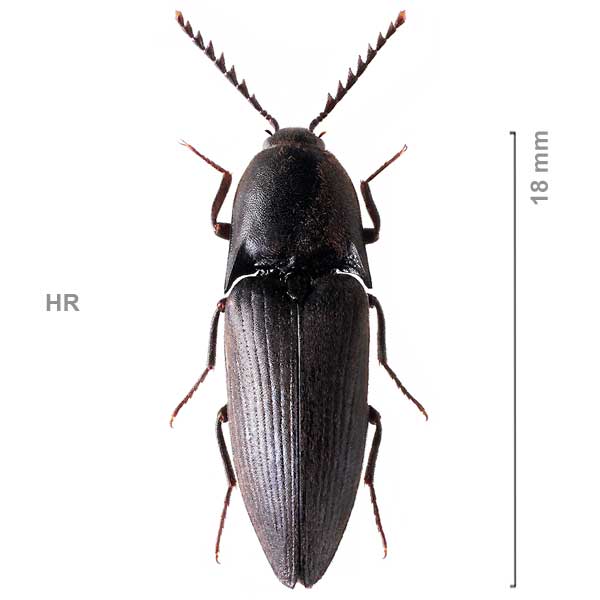 Elater ferrugineus