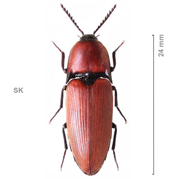 Elater ferrugineus