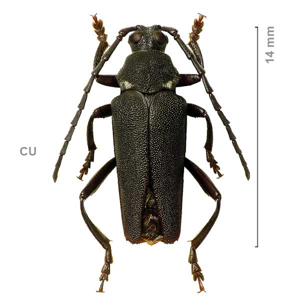 Elateropsis fulvipes