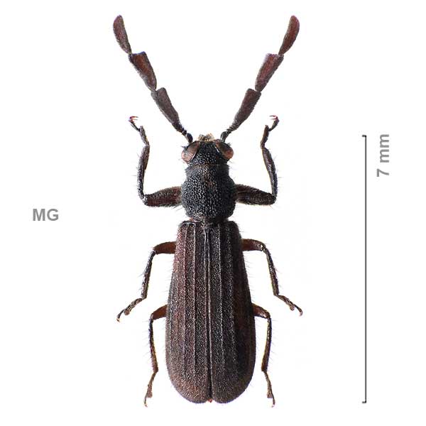 Enoplium-sg3-sp-Madagascar1