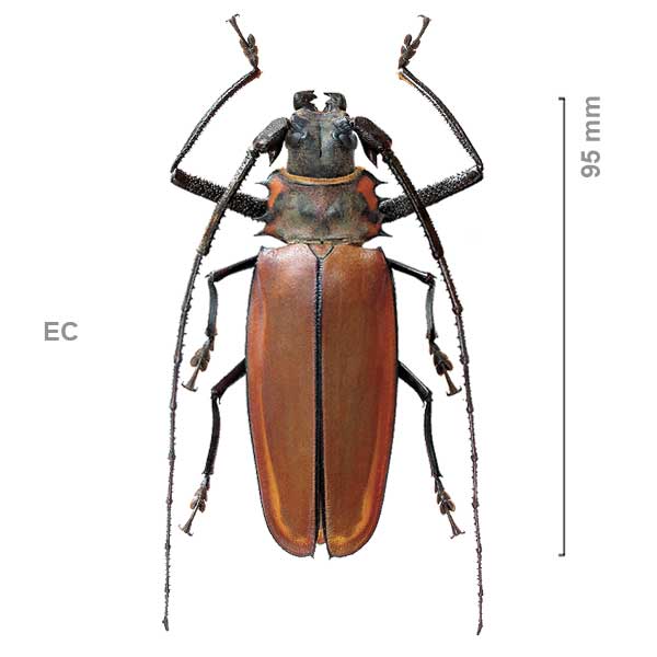 Enoplocerus armilatus