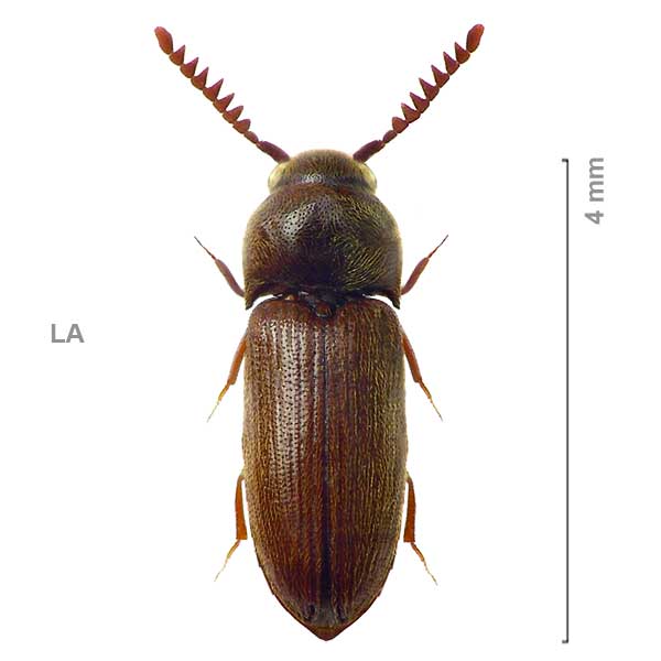 Epipleurus-sp-Borneo1