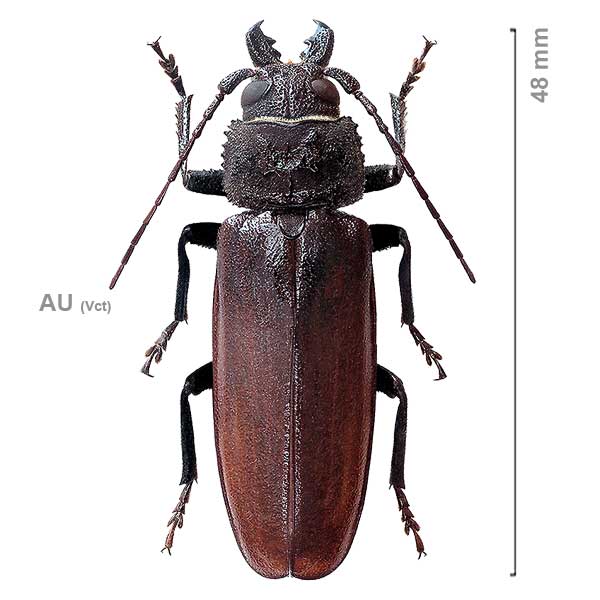 Eurynassa australis