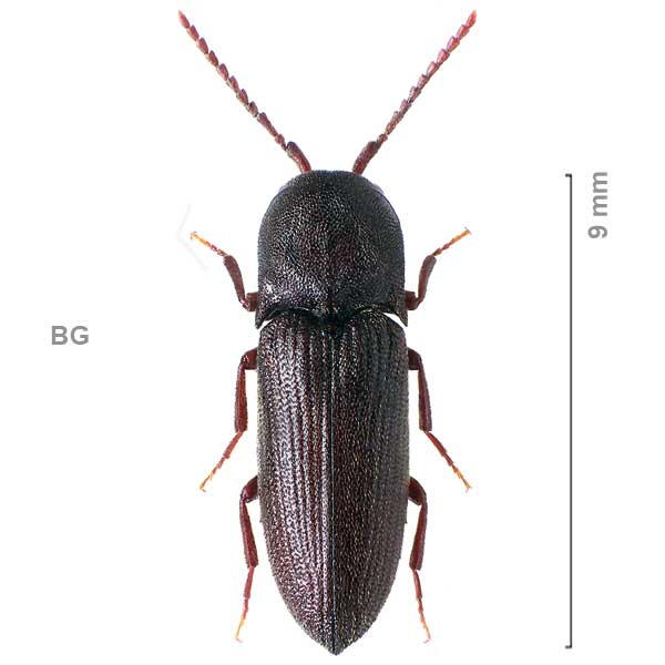 Farsus dubius