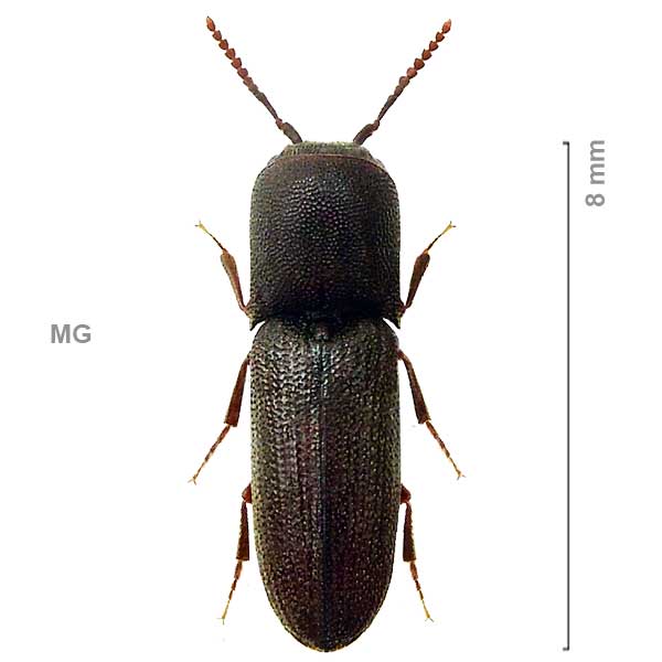 Farsus madagascariensis