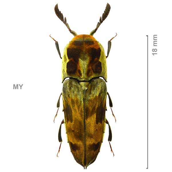 Galbites chrysocoma