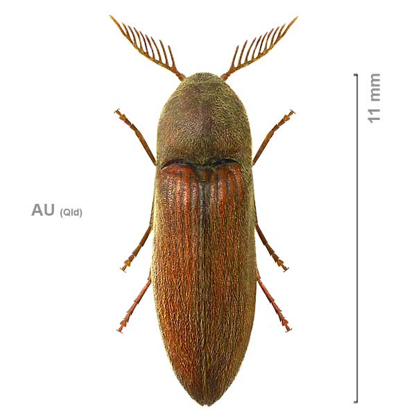 Galbodema mannerheimi