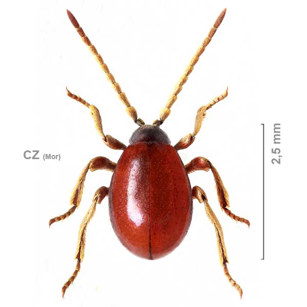 Gibbium psylloides