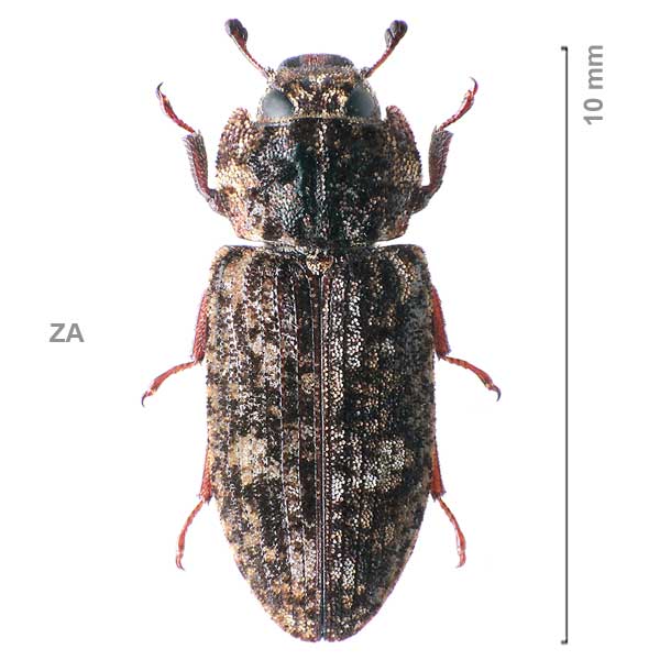 Gymnochila vestita