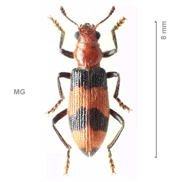 Gyponyx-sp-Madagascar1