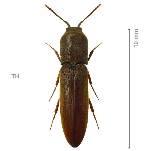 Henecocerus angusticollis