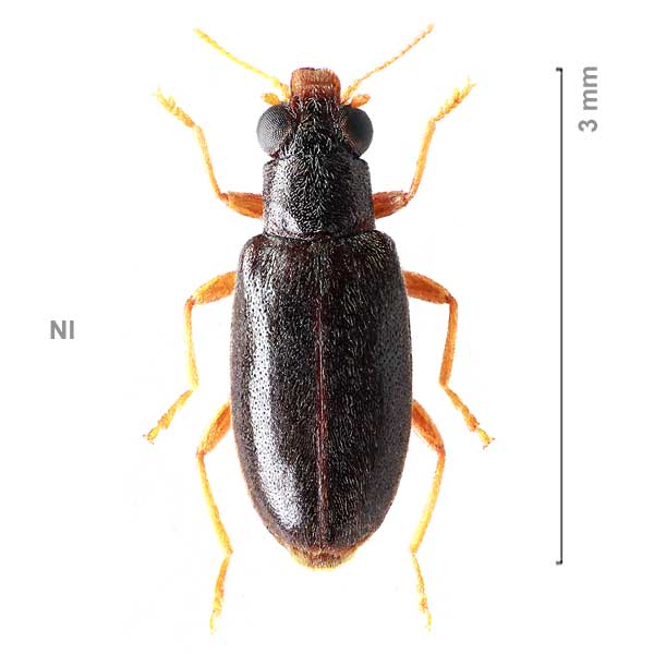 Hydnocerinae-sp-Nicaragua1