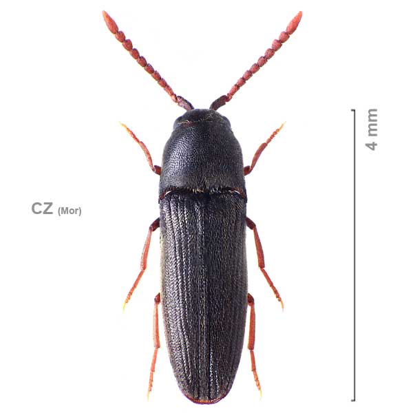 Hylis foveicollis
