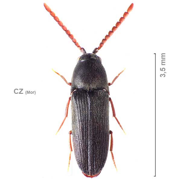 Hylis procerulus