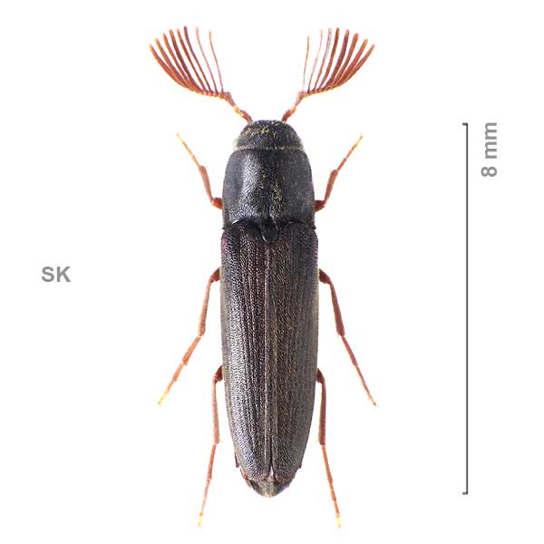 Isorhipis melasoides