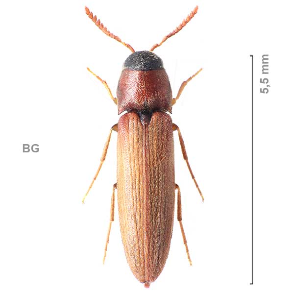 Isorhipis nigriceps