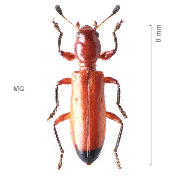Korynetinae-g1-sp-Madagascar1