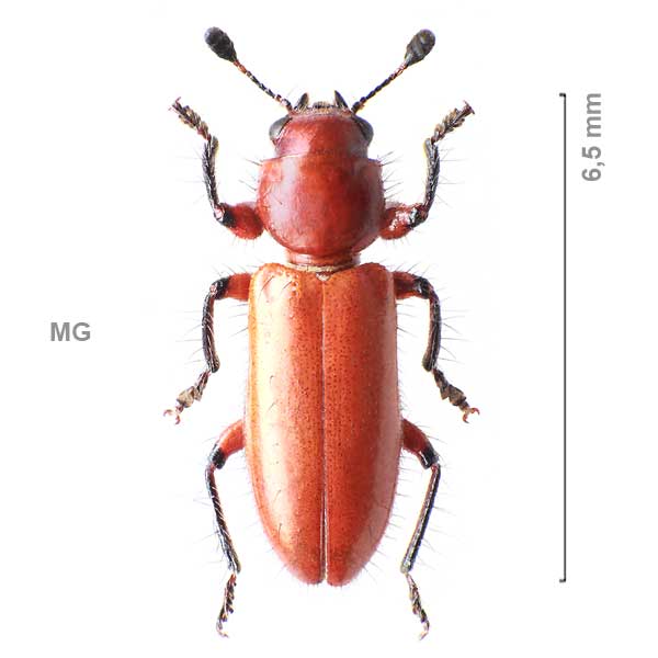 Korynetinae-g2-sp-Madagascar1