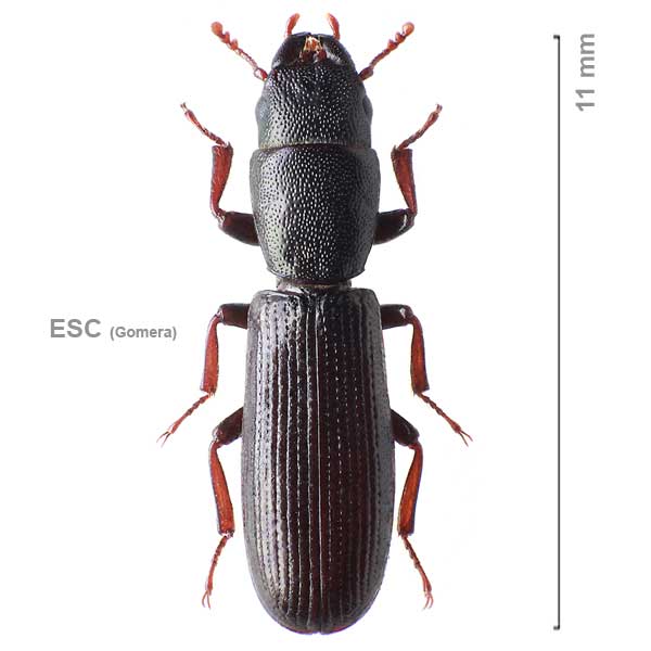 Leipaspis gomerensis