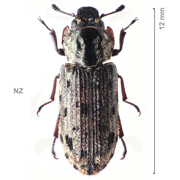 Lepidopteryx nigrosparsa