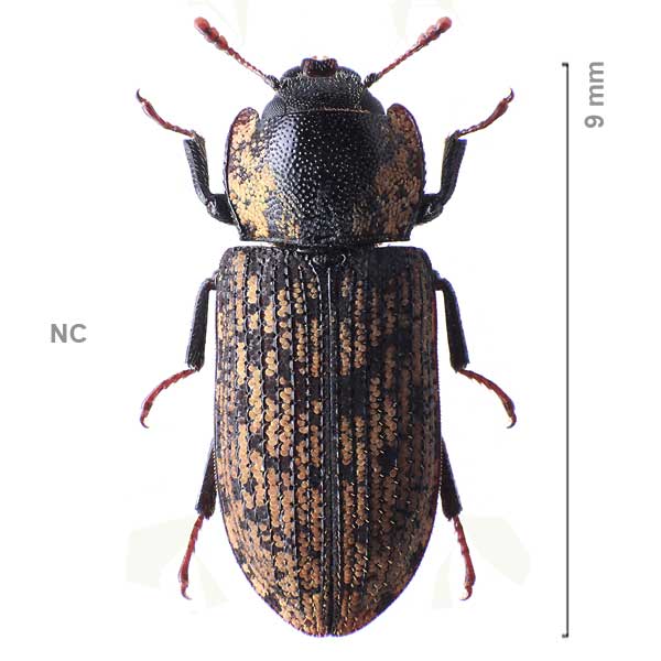 Lepidopteryx-sp-New Caledonia1