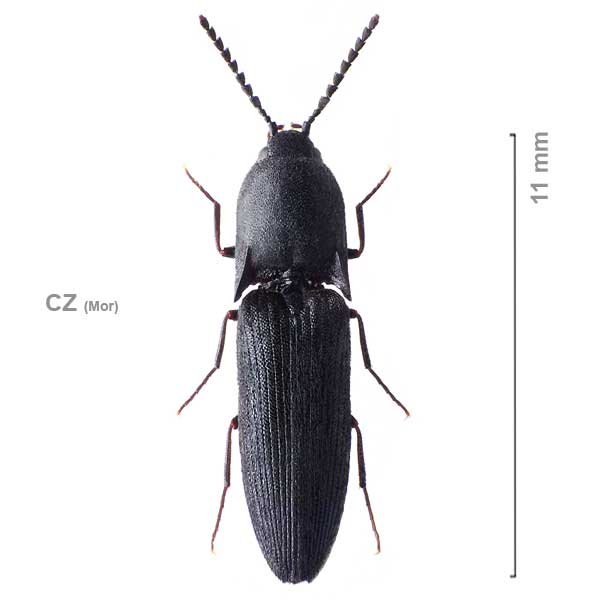 Megapenthes lugens