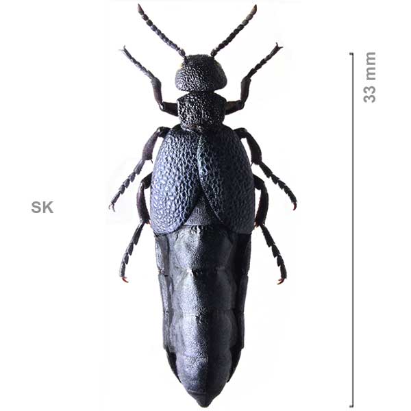 Meloe cicatricosus