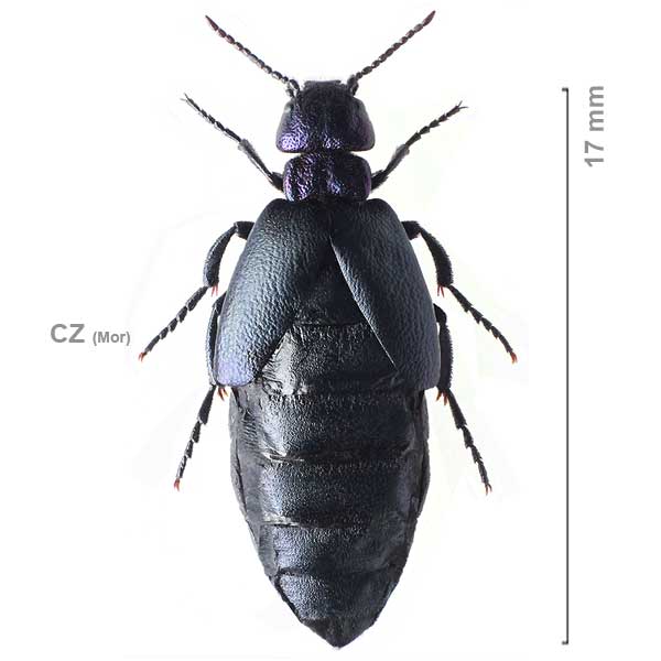 Meloe decorus