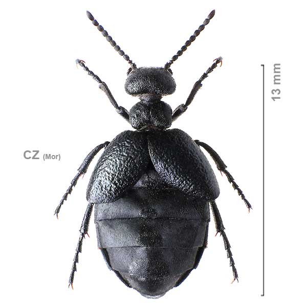 Meloe-f-scabriusculus