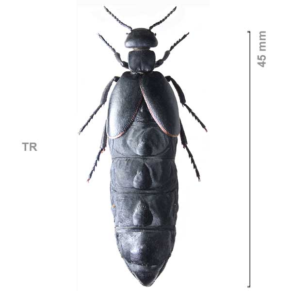 Meloe hungarus