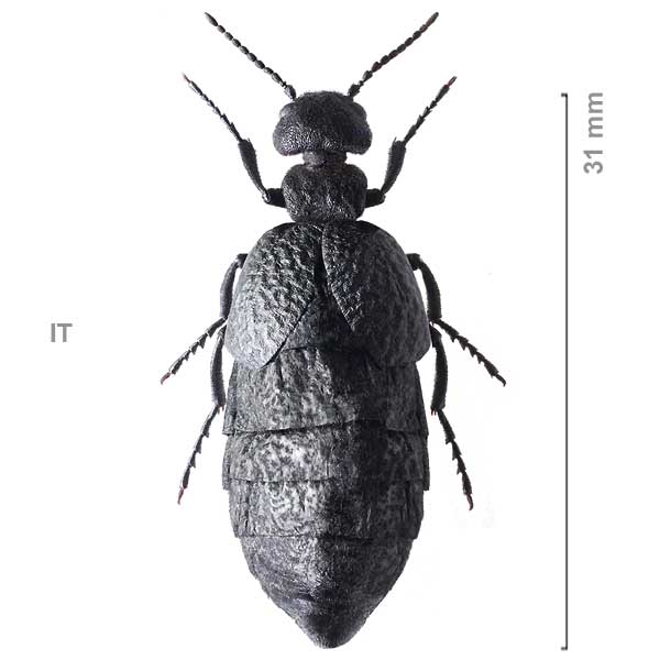 Meloe mediterraneus